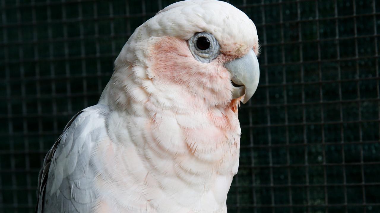 Corellas were discussed throughout the inquiry.