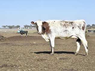 Farmers affected by drought and rural communities are set to receive additional assistance to help sustain their farming businesses. Picture: Bev Lacey