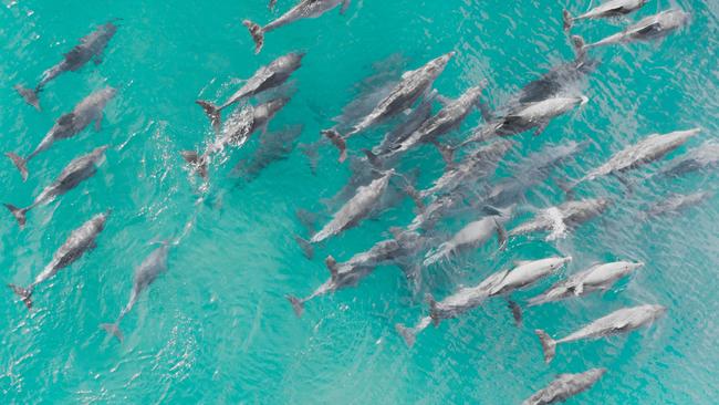 Aerial close up of a dolphin pod swimming in tropical warm blue water. Melody Horrill is campaigning for more dolphin sanctuaries around the world.