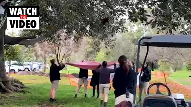 Red panda escapee comes out of tree