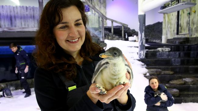 Sea Life Sydney Aquarium are one of the eligible ‘Discover’ businesses. Picture: Toby Zerna