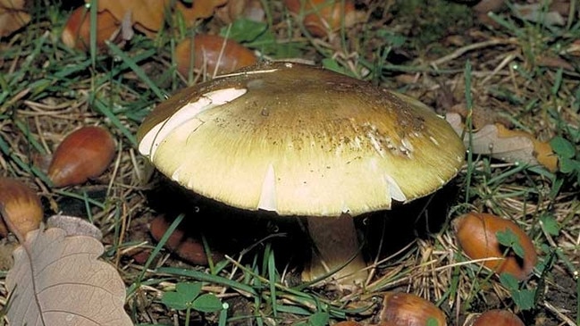 The Amanita phalloides. Picture: Heino Lepp/Australian National Botanic Gardens