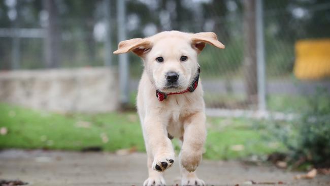 Dog registration in the Gympie region will go up almost $5 to $149, next financial year, while registering a desexed dog will rise from $42.30 to $44. Picture: Richard Dobson