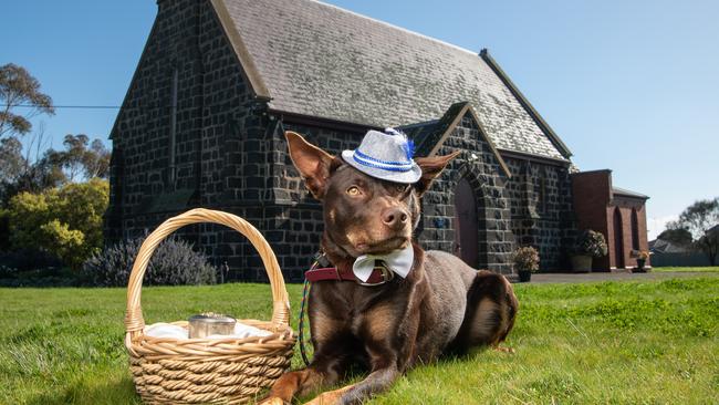 King’s K9 Dog Training is now offering wedding services for your pooch. Pictured is Mojo in front of St Mark’s church in Leopold. Picture: Brad Fleet