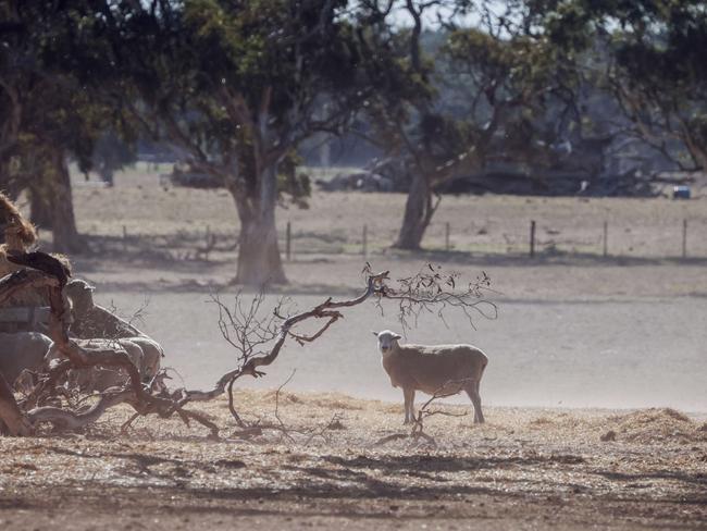 Scott Harlock and Claire Koch, on a drought hit farm at Bool Lagoon, near Penola in South Australia. Photos Nicole Cleary.