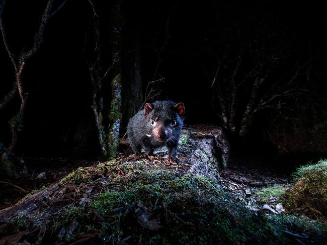 Highly Commended Wildlife Portraits ... The devil in the rainforest, A young Tasmanian devil climbs over an old log in the rainforest on North-West Tasmania. Photographed while working on a Tasmanian devil personal project using camera traps to photograph the species in the natural habitat, I have got 3 shots in 12 months at this location. This endangered species has never before been photographed in this depth. Picture: Heath Holden/WildlifePhoto.com