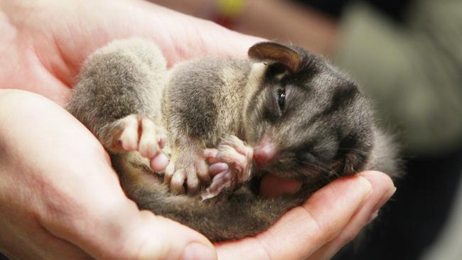 Between 1500 and 3000 Leadbeater’s possums remain in the wild