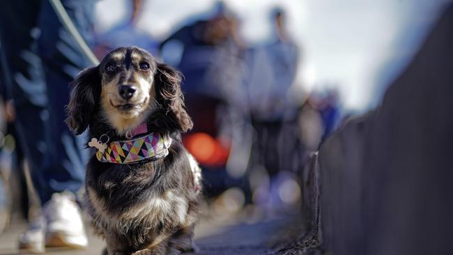 Some residents in the CBD are unaware of a council bylaw banning pups from the streets. Picture: NCA NewsWire / Valeriu Campan