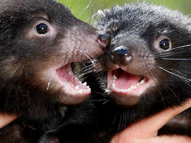 New Tasmanian Devil Joeys at Healesville Sanctuary. Picture: Jay Town