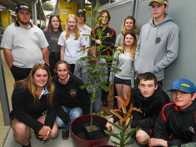 Ag students go nuts over rare macca trees