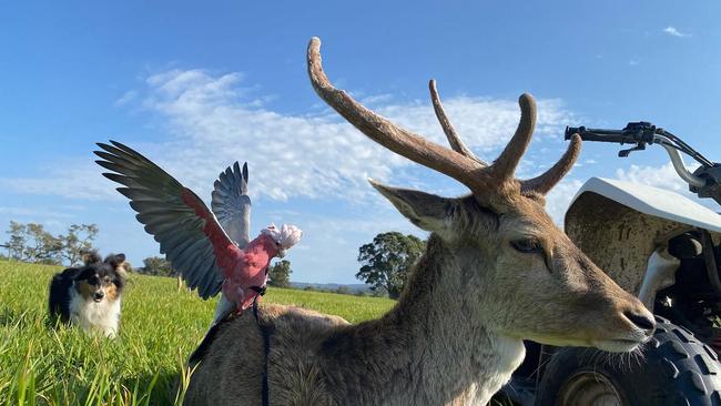 Buddy the Fallow deer with his mates Mauz the galah and Cole the dog. Picture: Instagram / @buddythefallowdeer