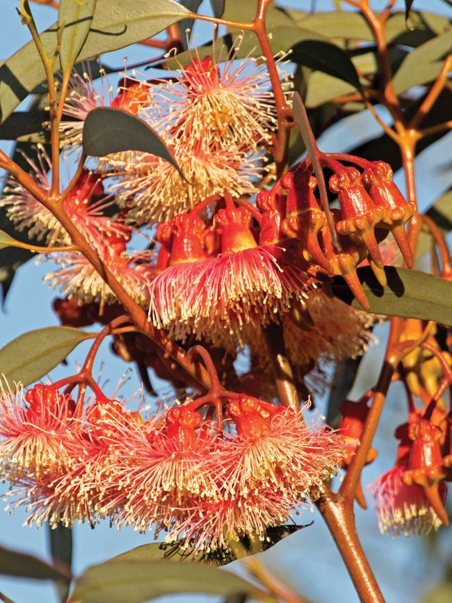 Eucalyptus torquata