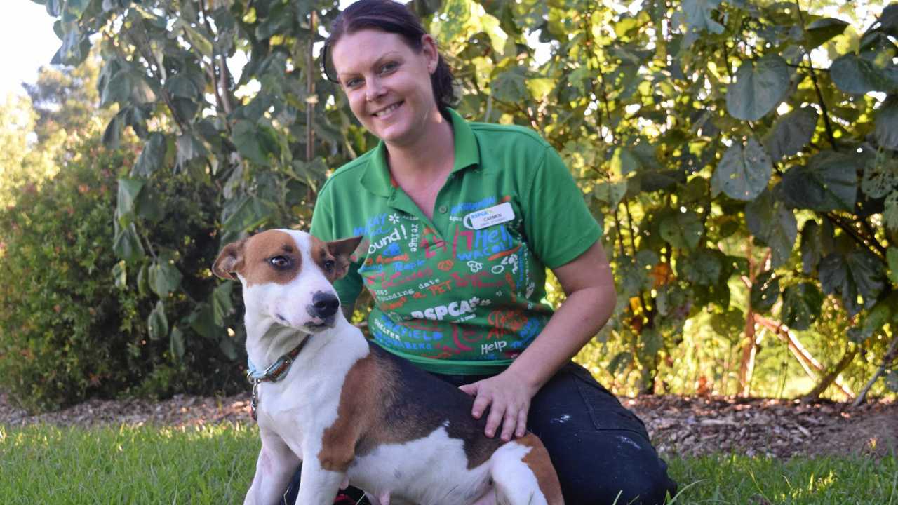 Dogs look for new home after being seized from property The Courier Mail