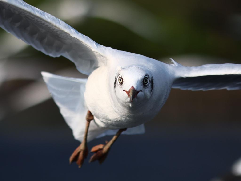 A seagull picked up the bitten off part of the man’s tongue. Picture: Jack Taylor/AFP