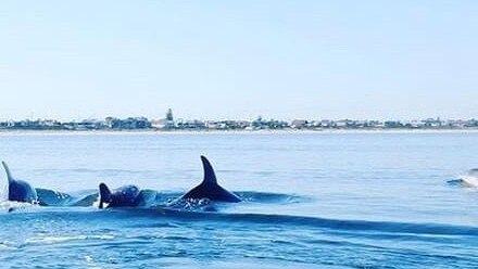 A reader snaps dolphins swimming at Mordialloc on April 9. Photo: Instagram, @grieie