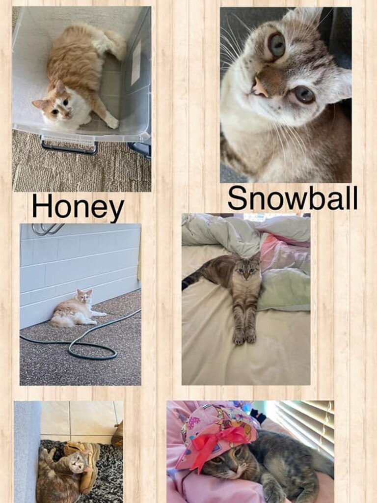 Honey, Snowball and Muffin