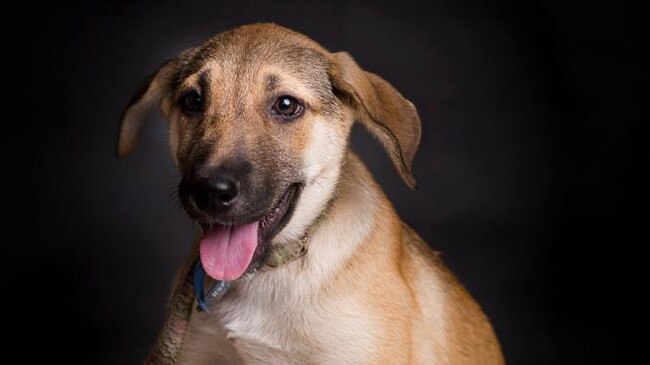 Meet Tayla, an adorable Kelpie cross who is four years old and can be little anxious at times. She’d love a home with a calm attitude to life.