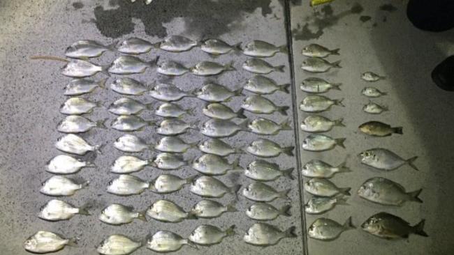 DPI Fisheries officers seized 119 undersized fish at The Entrance in two crackdowns over Christmas. Picture: supplied.