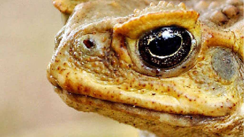 Experts Turn Cane Toads On Each Other As Pest Control Method The Courier Mail 6227