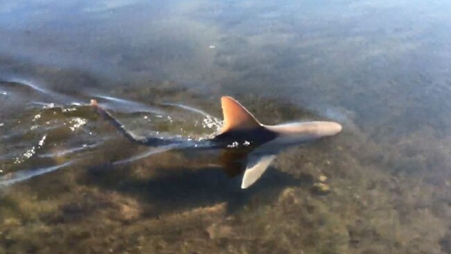 Bull shark pups are also being blamed for a series of recent attacks on swimmers at Bulcock Beach in Caloundra.