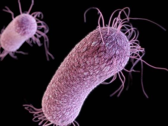 Super bugsmulti-drug-resistant-pseudomonas-aeruginosa-