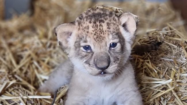 Three lion cubs at Taronga Western Plains Zoo in Dubbo. Photo: Justine Powell.