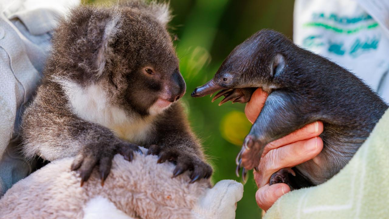 Koala joey, Gracie, meets Milly the Echidna puggle at Taronga Zoo. Picture: Justin Lloyd