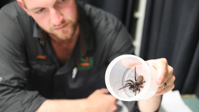 The biggest funnel-web spider the Australian Reptile Park has captured. Picture: Australian Reptile Park