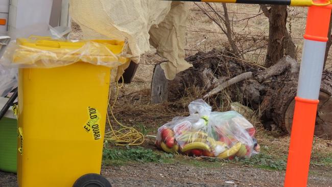 Already there’s a load of fruit being collected. Picture: Arj Ganesan