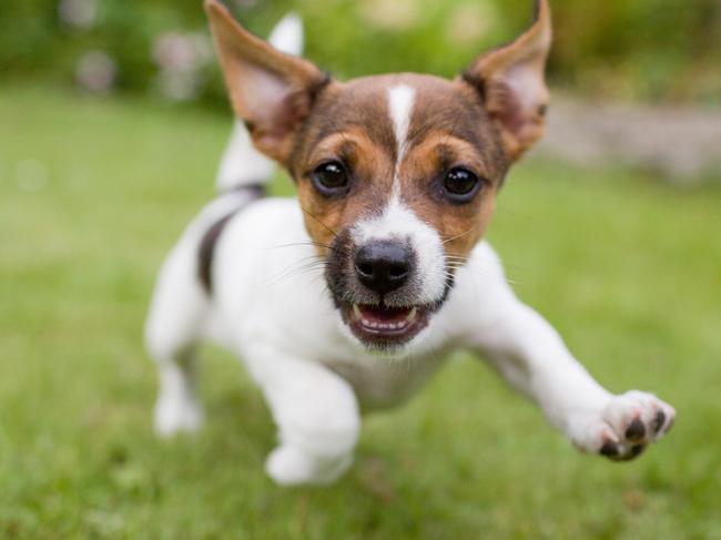 Thinkstock. Funny happy Dog. For Cairns Sun Advertising Feature.