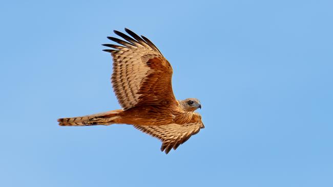 The red goshawk photographed at Newhaven Wildlife Sanctuary NT is the first confirmed record of the species in Central Australia since a handful of sightings in the mid-1990s. Picture: Tim Henderson/Australian Wildlife Conservancy.