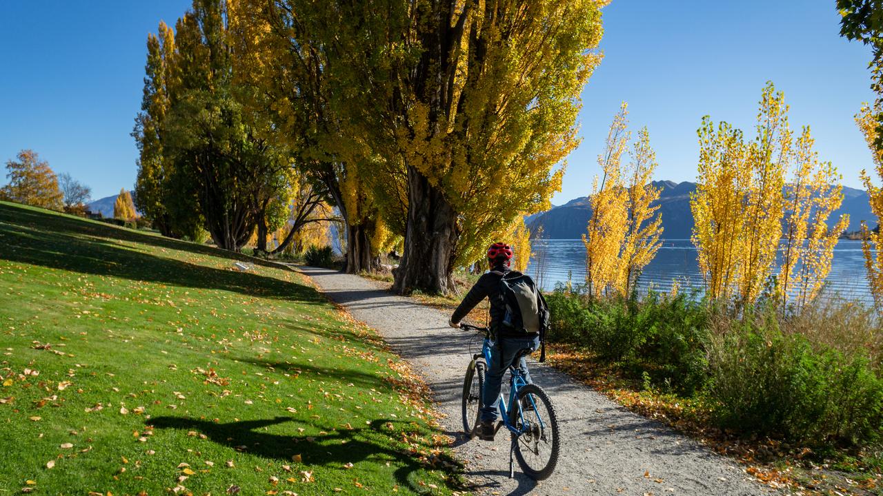 Tourist riding the bike on the Millennium track along the Wanaka lakeside among the autumn trees.