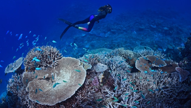 Great Barrier Reef’s Lesser-known Reefs For Snorkeling And Diving 