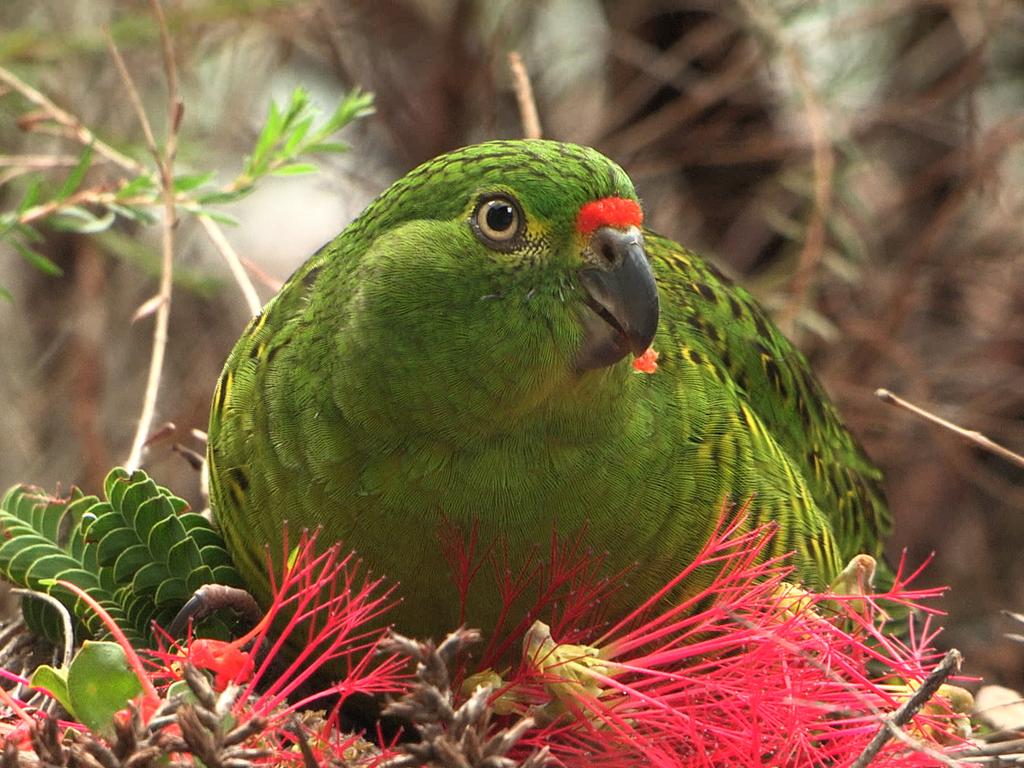 Western ground parrot. Credit: Jennene Riggs