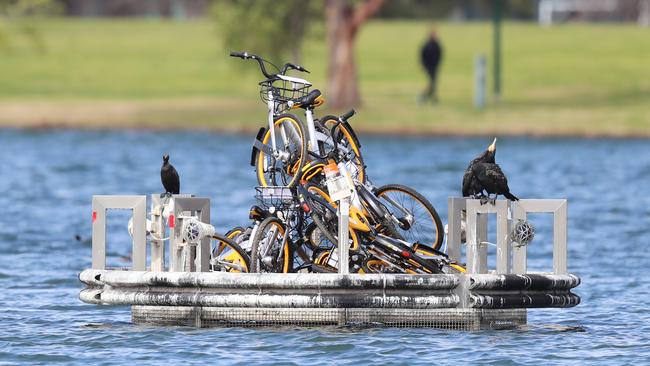 oBikes which were dumped in the middle of Albert Park Lake. Picture: Alex Coppel