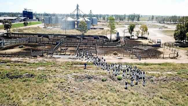 More than 100 animal activists invaded Lemontree feedlot and dairy at Millmerran on Queensland&#39;s Darling Downs.