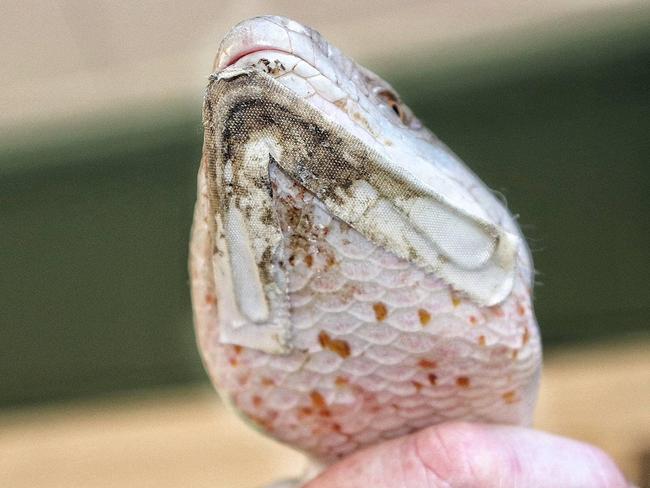 Billy Bob the blue tongued lizard is sporting a 'crafty' splint after being found injured in Townsville recently. Picture: Kat Cook/NQ Wildlife Care