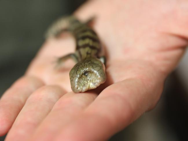 Lucky the two-headed blue tongue lizard. Picture: Australian Reptile Park.