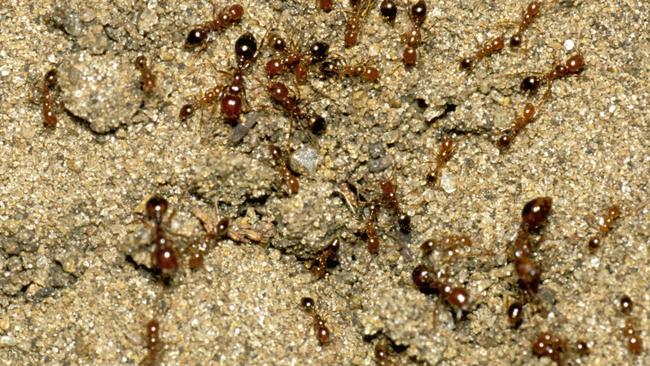 Fire ants are harmful to the environment. Picture: File