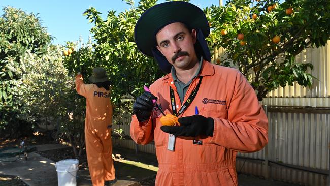 Fruit Fly Inspector Braeden Howse helps to set up a fruit fly trap. Picture: Keryn Stevens