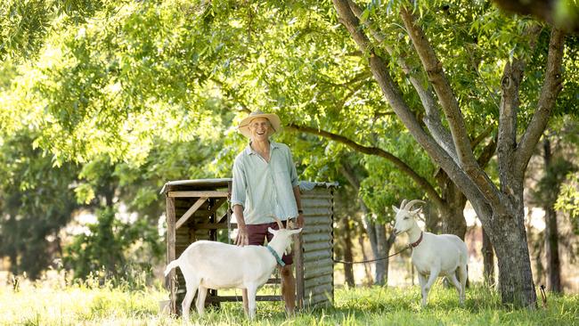 David Arnold with his dairy goats who are currently grazing under the pecan trees. Picture: Zoe Phillips