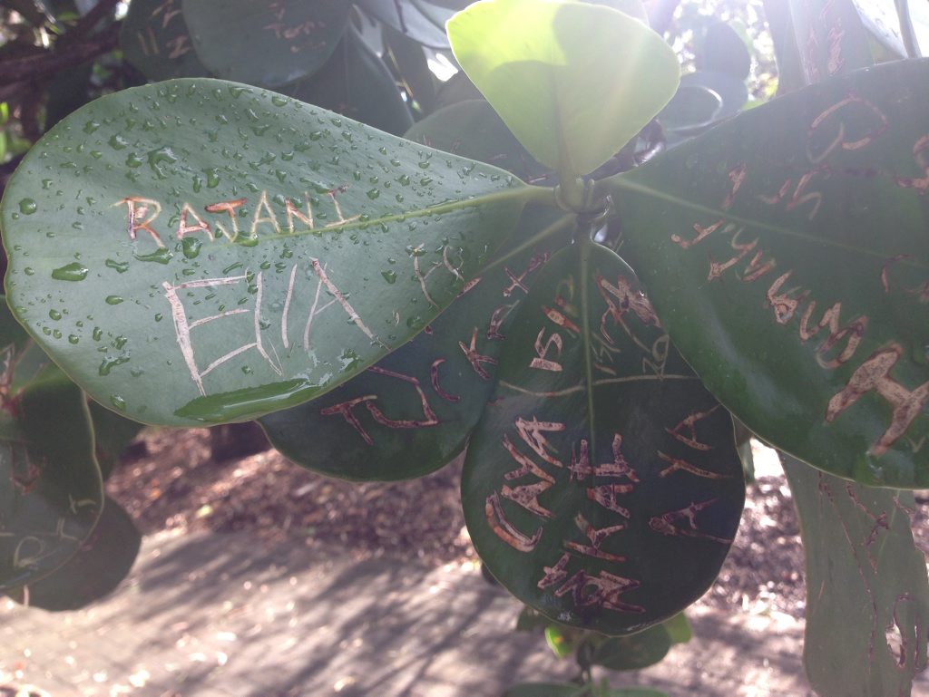 Messages and names scratched into leaves on a tree at the Bundaberg Botanic Gardens. Photo Contributed. Picture: Contributed