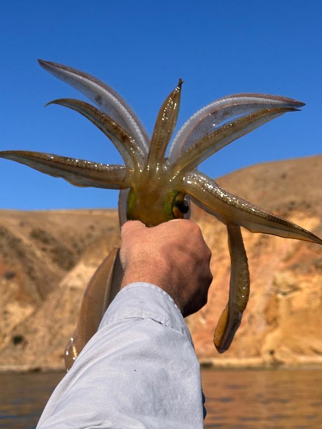 Calamari catch off the Fleurieu. Picture: Supplied