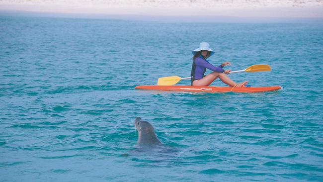 Making friends with the locals. Picture: Tourism WA