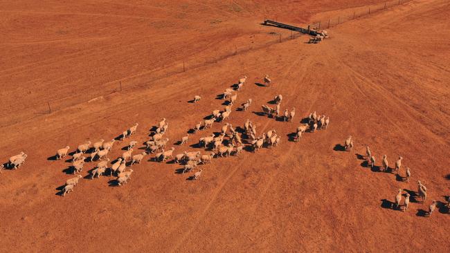 Battling farmers want rural councils to use new drought funding to deliver rates relief. Picture: Alex Coppel