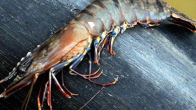 White Spot is lethal to prawns and has wiped millions of dollars from Queensland’s seafood industry. File picture