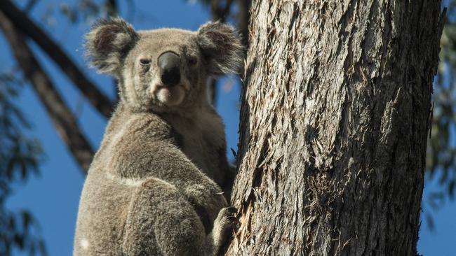 A koala in Toohey Forest near Griffith University's Nathan Campus. Photo: Andrew Thomson