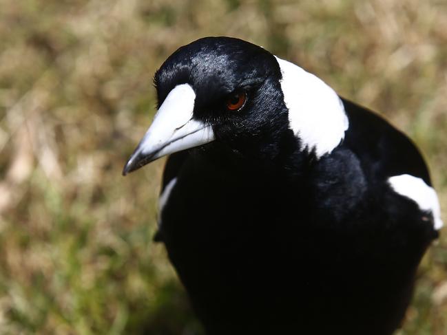 Mapped: Magpie swooping hotspots to avoid