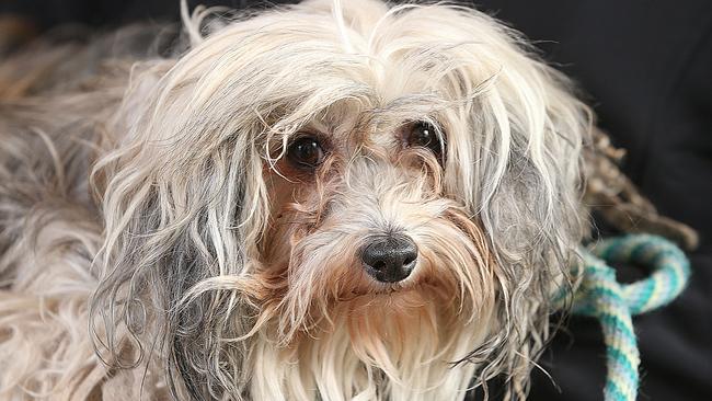 A Chinese Crested dog rescued from the Longwood puppy farm. Picture: Ian Currie