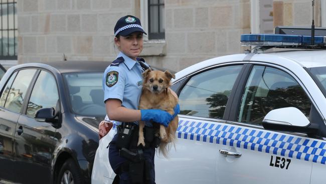 A dog was taken from the house in the aftermath of the stabbing. Picture Rohan Kelly.